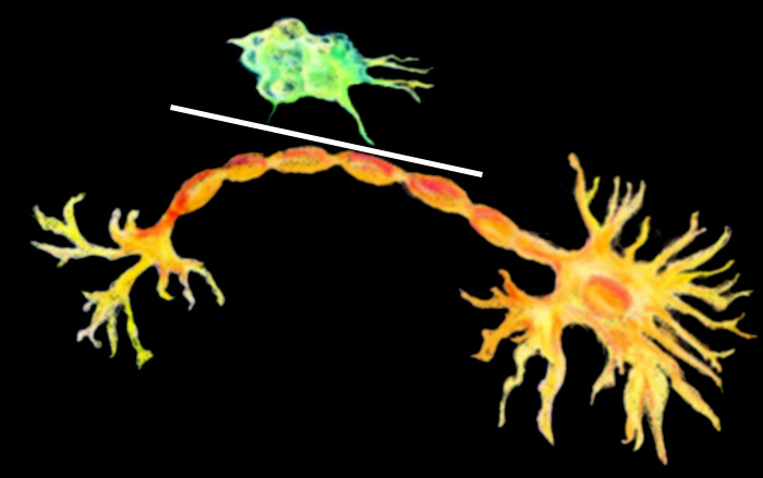 Cenoxsys antiinflammatory drug blocking macrophage attack of a motoneuron.
